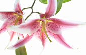 photo of a stargazer lily - link to home
